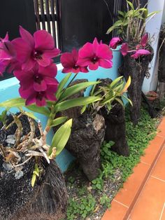 purple flowers are growing out of the ground in front of a blue potted planter