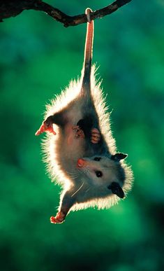 an animal hanging upside down from a tree branch with another animal on it's back