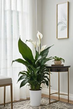 a plant in a white pot sitting on top of a rug next to a table