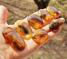 four pieces of glass sitting on top of a persons hand in front of a tree