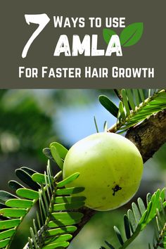 Amla or Indian Gooseberry is rich in Vitamin C and packed with antioxidants. Here's a list of 7 ways to use Amla for Faster Hair Growth #women #health #hairgrowth #amla #Fitness #pintrest #Healthyhair #Health #usa #usawomen #india #Canada Hair Groth, Indian Hair Care, Yogurt Hair Mask, Amla Hair Oil, Indian Gooseberry, Egg For Hair