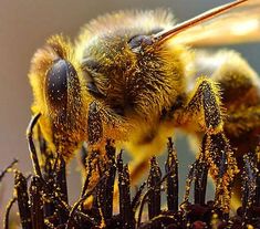 a bee sitting on top of a plant with its eyes closed and it's head turned to the side