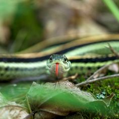 a green and black snake with a red tongue