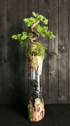 a bonsai tree in a glass vase with moss growing out of the top and bottom