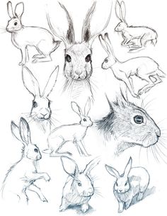 an image of rabbits and other animals drawn by hand in pencil on the white paper