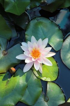 a white and orange flower sitting on top of lily pads