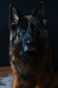 a large brown dog sitting on top of a rug