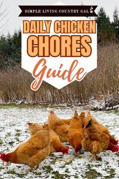 Beginner Chicken Raising, Chicken Pet Ideas, How To Raise Chickens For Beginners, Cleaning Chicken Coop, Chicken Care 101, Free Range Chickens Coop, Owning Chickens, Backyard Chickens Diy, Getting Chickens