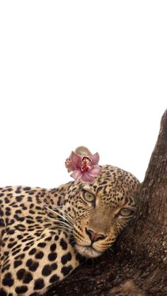 a leopard with a flower on its head laying in a tree