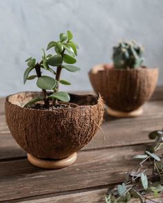 there are two small plants in the coconut bowls on the table, one is green and the other is brown