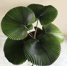 a large green leafy plant in a pot on a white tablecloth covered floor