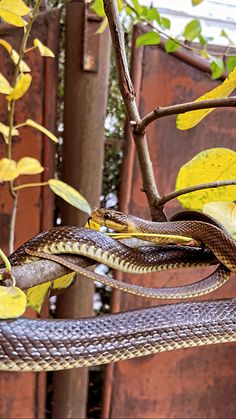 Aesculapian Snake (Aesculapian Ratsnake)

Zamenis longissimus (Colubridae) is better known with the common name of Aesculapian Snake, which refers to the classical god of healing (the Greek Asclepius and Roman Aesculapius), because this snake was encouraged around temples dedicated to him. Aesculapian Snake, God Of Healing, Character Inspo, In Another Life, Eastern Europe, The Common, Snakes, Reptiles, Healing