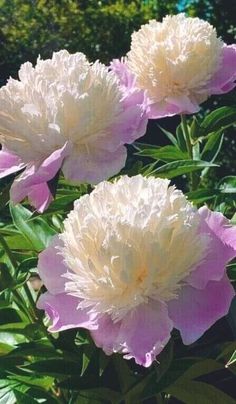 three white and pink flowers are in the sun on a sunny day with trees behind them