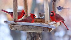 three red birds perched on top of a wooden bird feeder next to another bird in the background