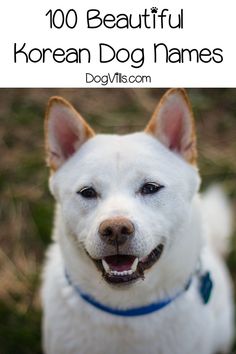 Whether you're looking for Korean dog names because you love the culture or want to honor your heritagewe've got you covered Korean Name For Dog, Korean Dog Names, Dog Traveling, Pet Tips, Ig Captions, Dogs Lover, Puppy Treats