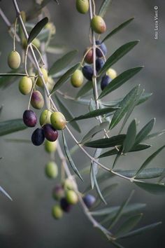 olives growing on an olive tree branch