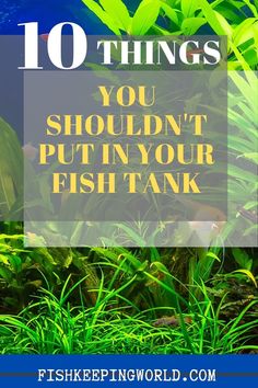 the words 10 things you shouldn't put in your fish tank on top of plants