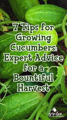 green cucumbers with the words 7 tips for growing cucumbers expert advice for a beautiful harvest