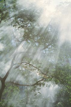 the sun shines through the trees and leaves in the foggy forest, creating an eerie scene