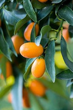 an orange tree filled with lots of ripe oranges on it's branches and green leaves