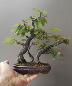 a person holding up a bonsai tree in their left hand, with green leaves on it