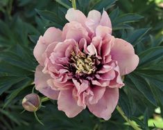 a pink flower with green leaves in the background