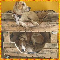 two dogs laying on top of wooden crates