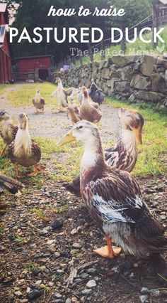 a bunch of ducks that are standing in the dirt by some rocks and grass with text overlay reading how to raise pastureed ducks