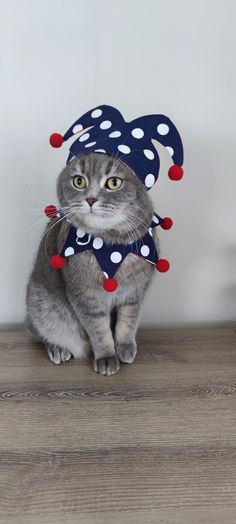 a gray cat wearing a polka dot hat and scarf on top of a wooden floor