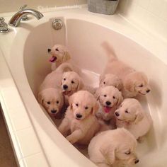 a group of puppies in a bathtub with the caption what type of bomb is this?