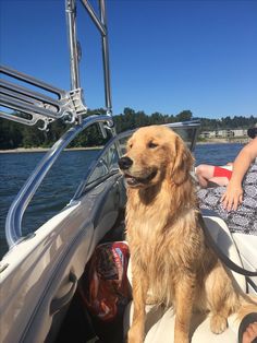 a brown dog sitting on the back of a boat