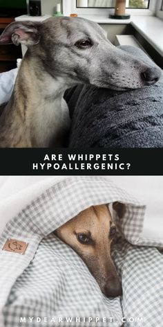 Are Whippets Hypoallergenic? Dog Allergy, Dog Allergies, Greyhound, A Dog, Allergies, Shed, Charms