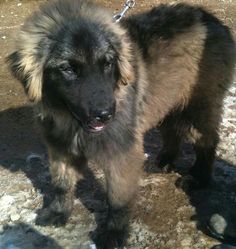 a dog that is standing in the dirt with a chain around it's neck