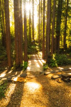 the sun shines through the trees on a path in a forest with stepping stones