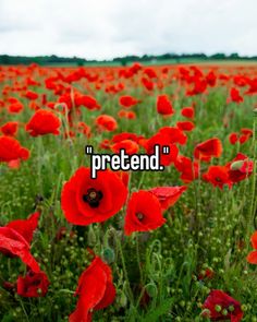 a field full of red flowers with the words pretend on it's side