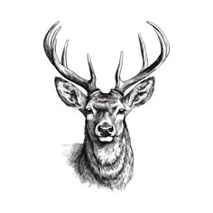 a black and white drawing of a deer's head