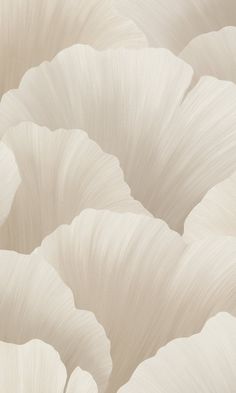 an image of white flowers that are in the middle of it's blooming petals