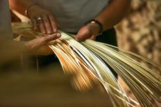 a person is holding some straw in their hands