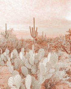 a desert scene with cacti and cactus plants in the foreground, pink toned background