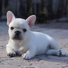 a small white dog laying on top of a stone floor