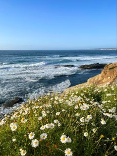 wildflowers growing on the cliff overlooking the ocean