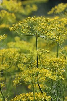 some very pretty yellow flowers in the grass