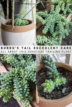 succulent care for all about this gorgeous trailing plant is easy to grow in