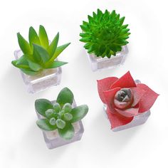 four small glass vases with succulents and plants in them on a white surface