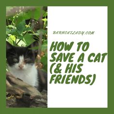 a black and white cat sitting on top of a tree branch with the words how to save a cat & his friends