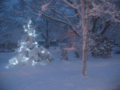 a snow covered tree in the middle of a yard with christmas lights all around it