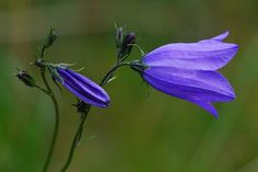 a purple flower that is growing out of the ground