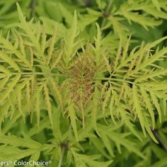 a close up view of some green leaves