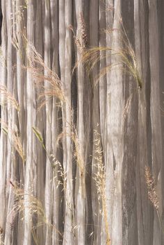 some grass is growing on the side of a wooden fence