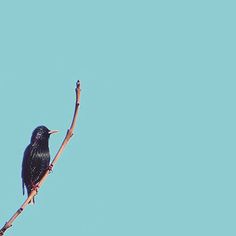 a black bird sitting on top of a tree branch with blue sky in the background